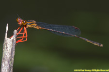 damselfly